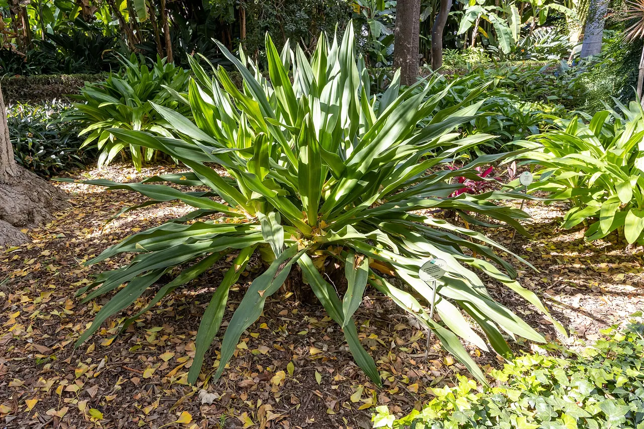 Botanická záhrada v Puerto de la Cruz