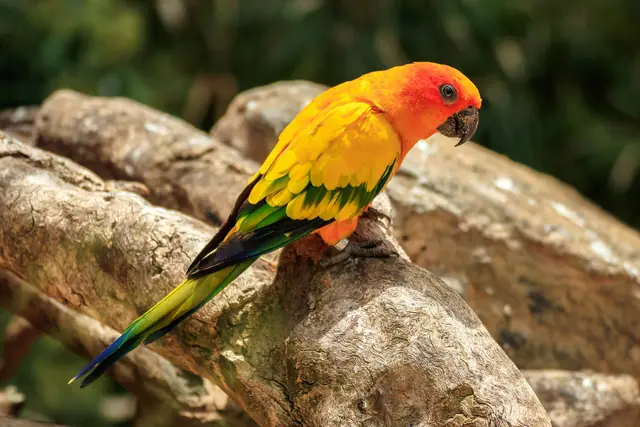 Loro Parque
