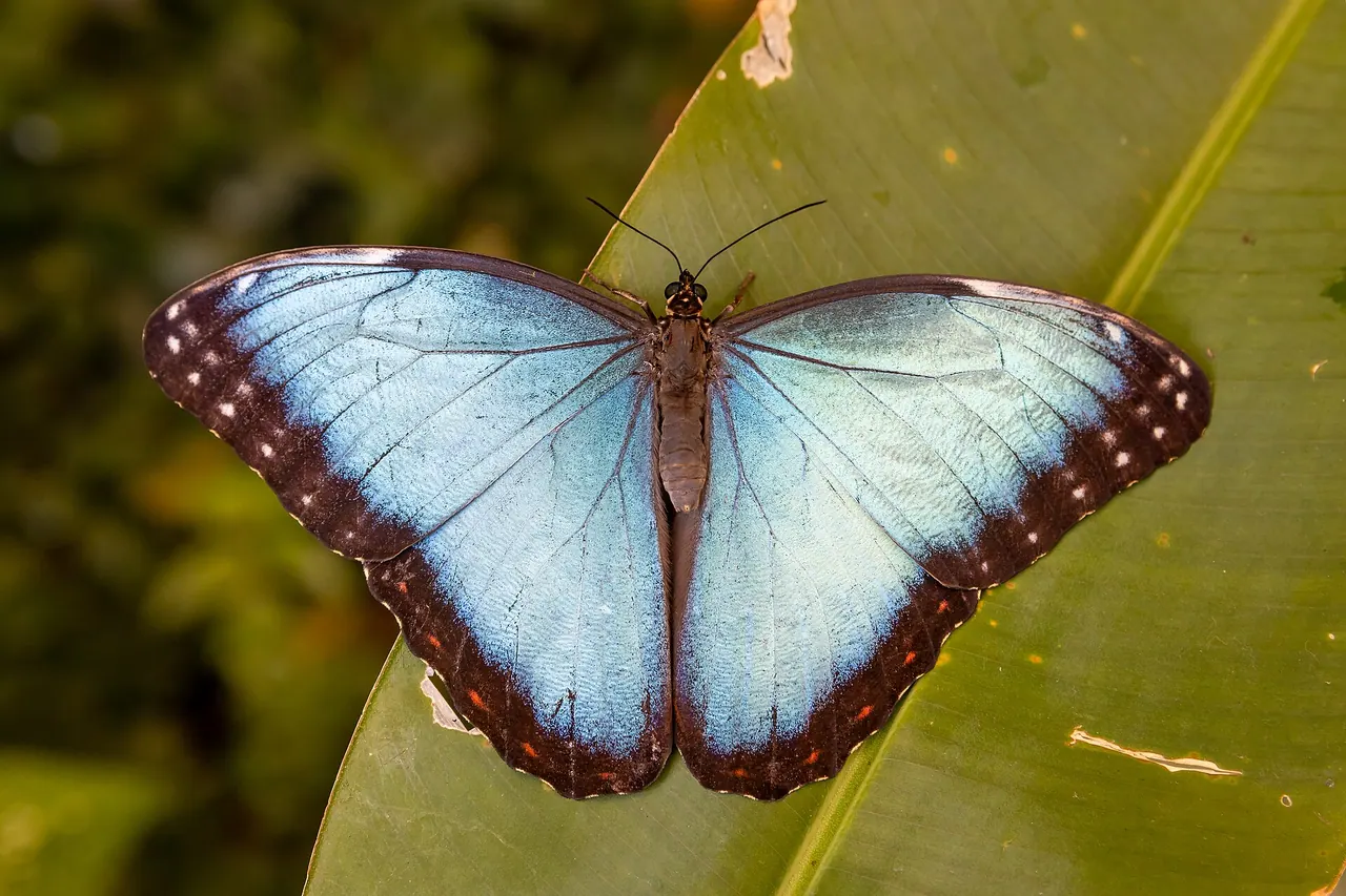 Mariposario del Drago