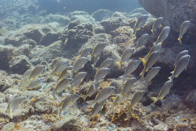 Atlantic Divers – potápanie v Costa del Silencio
