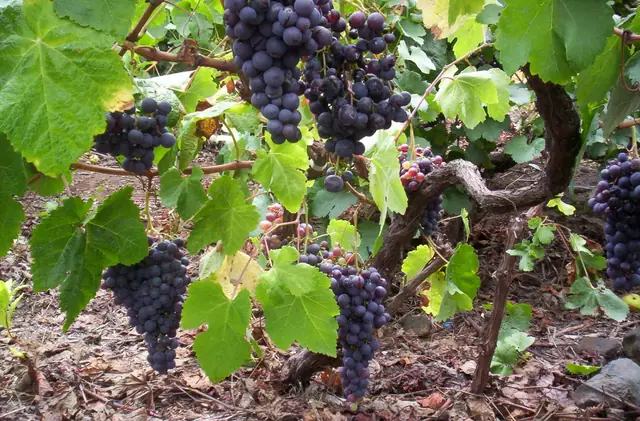 No Solo Vino